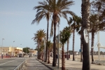 L’Ajuntament de Cambrils planta 18 palmeres al passeig marítim.