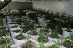 Desmantellat un cultiu il·legal amb 468 plantes de cànnabis en un xalet de Cambrils.