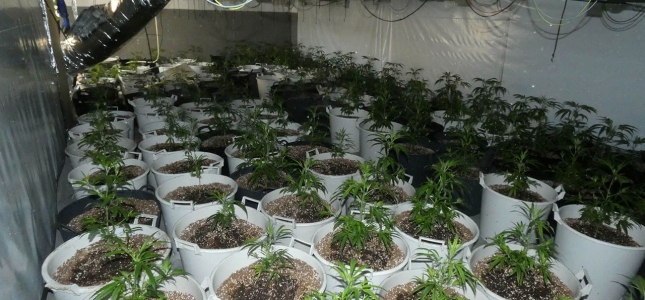 Desmantellat un cultiu il·legal amb 468 plantes de cànnabis en un xalet de Cambrils. Desmantellat un cultiu il·legal amb 468 plantes de cànnabis en un xalet de Cambrils.